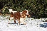 CAVALIER KING CHARLES 496
